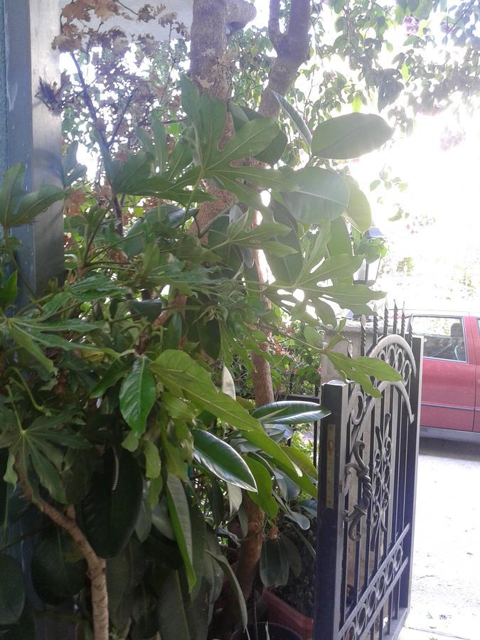 Apartmani Lalo Jankovic Sutomore Kültér fotó
